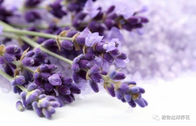 风中花语 风中花语（风中花雨楼） 生活