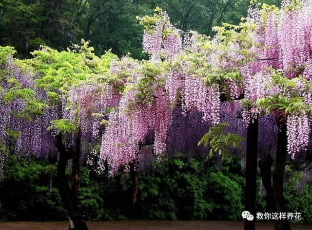 风中花语