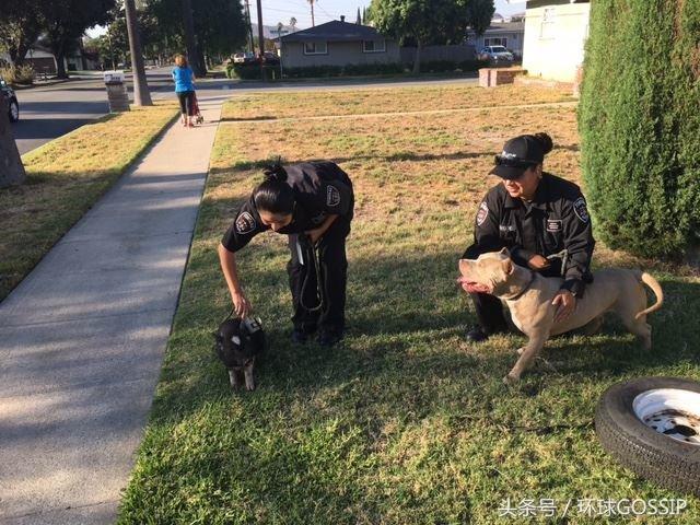 比特斗牛犬 比特斗牛犬（比特斗牛犬多少钱一只） 动物