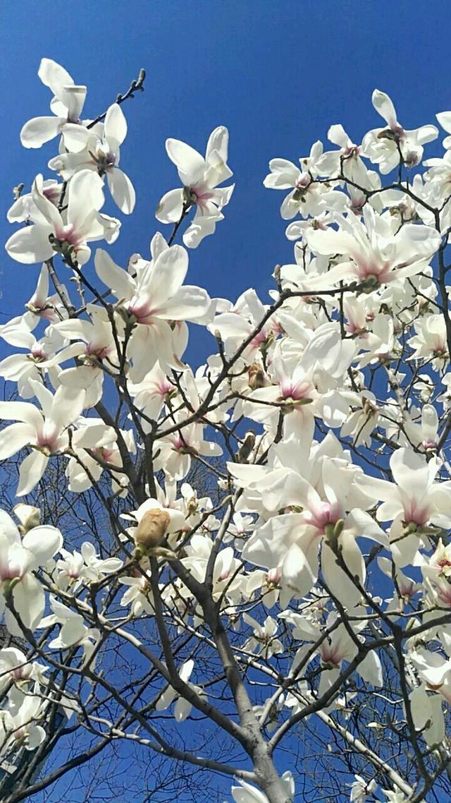 白玉兰花语 白玉兰花语