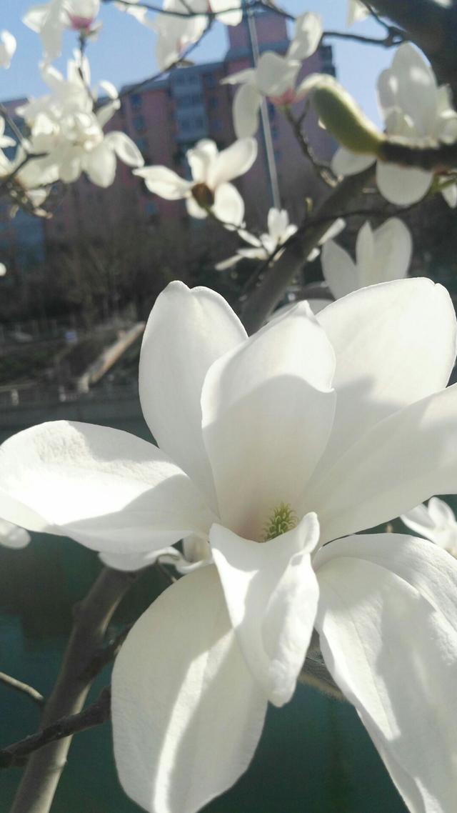 白玉兰花语 白玉兰花语
