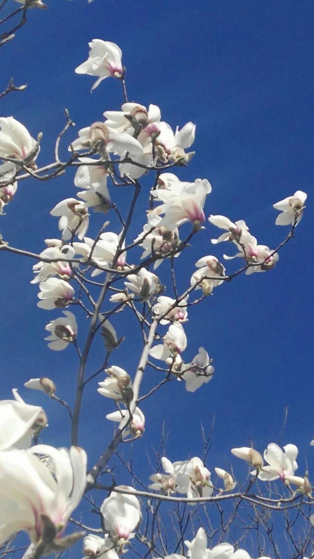 白玉兰花语 白玉兰花语