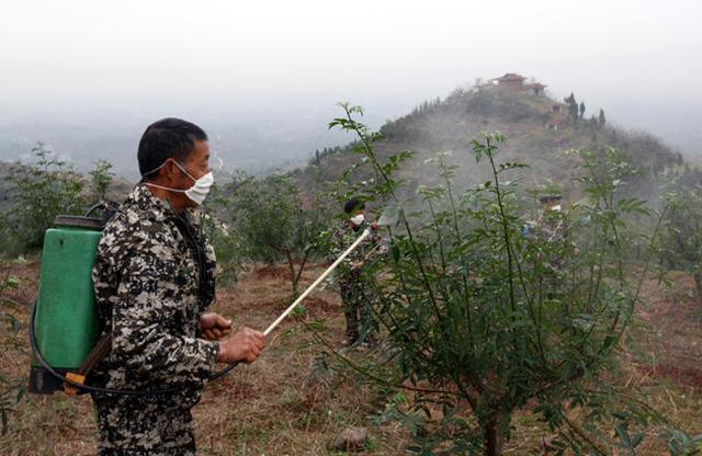 花椒树栽培技术 病害之花椒锈病7