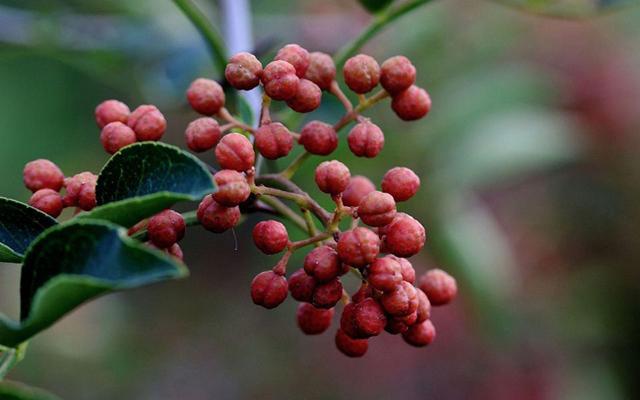 花椒树栽培技术 病害之花椒锈病3