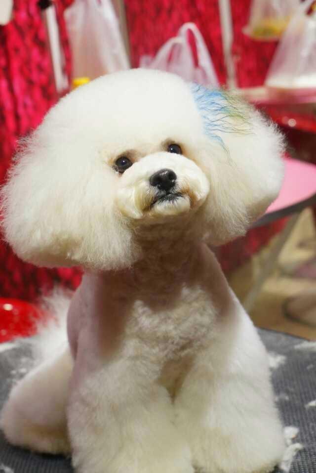 可爱泰迪图片(泰迪个性造型)_手工miao