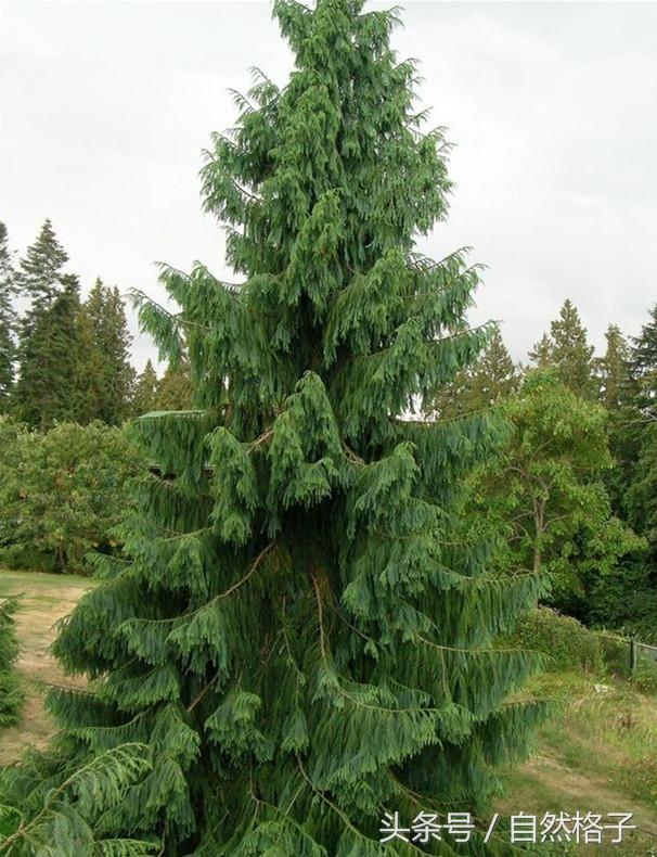 植物活化石