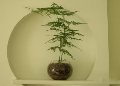 鱼缸BY阿司匹林 鱼缸BY阿司匹林（鱼缸byspiral） 生活