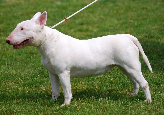 斗牛梗斗牛梗是不是烈性犬