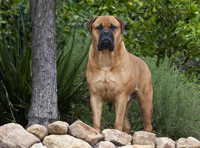 斗牛马士提夫犬 斗牛马士提夫犬(马士提夫犬多少钱一只纯种) 动物