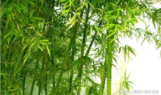 千磨万击还坚劲.任尔东西南北风的意思(千磨万击还坚劲,任尔东西南北