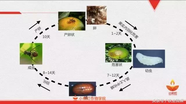 柑橘“针蜂”的发生特点及其防治7