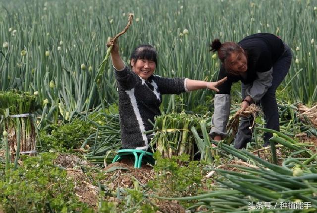 大葱地除草，既安全又彻底，这种方法效果最好4