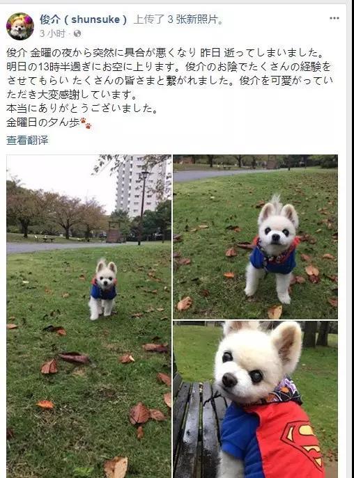 犬俊介君