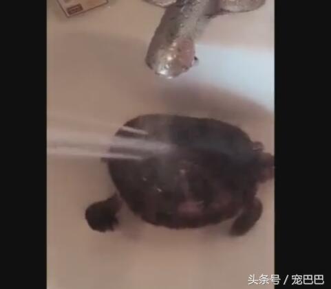 乌龟洗澡