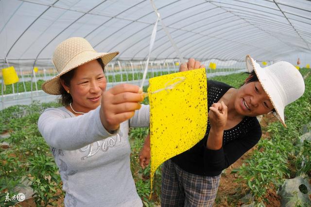 8个妙招防治蔬菜蚜虫，蚜虫无处可逃！4