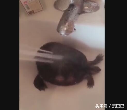 乌龟洗澡