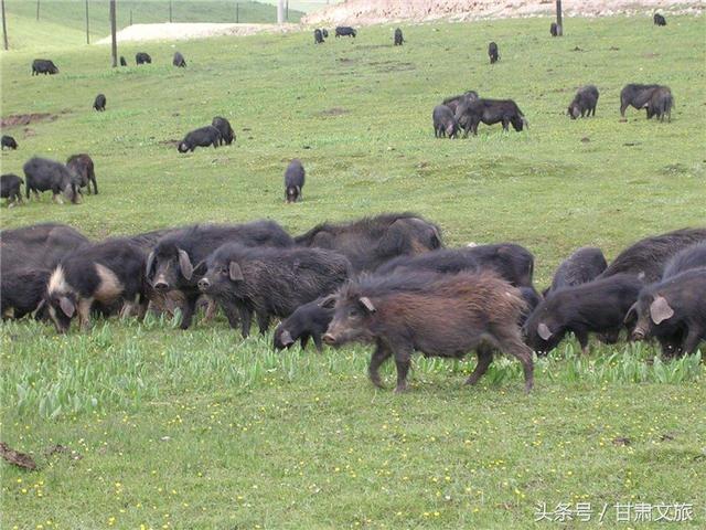 卓尼狼牙破碎机