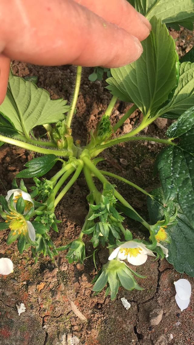 这些才是防治草莓病虫害的特效药