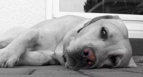 狗狗正确的趴下姿势图片(老年狗狗趴着姿势解读)-艾拉养犬