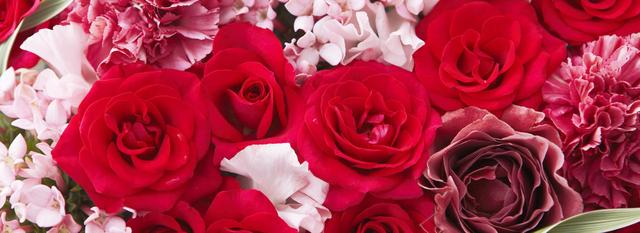玫瑰花含义 玫瑰花含义（玫瑰花含义和朵数大全） 生活