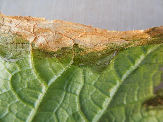 解读黄瓜细菌性缘枯病及防治方法-农资百科网