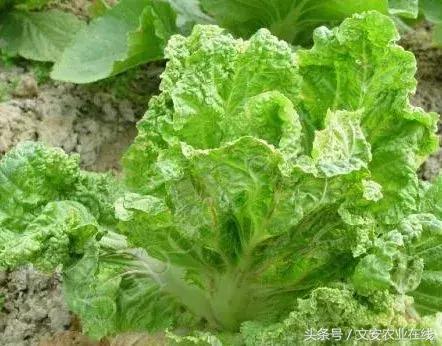 超全！19种大白菜病虫害大汇集（46张高清图）19