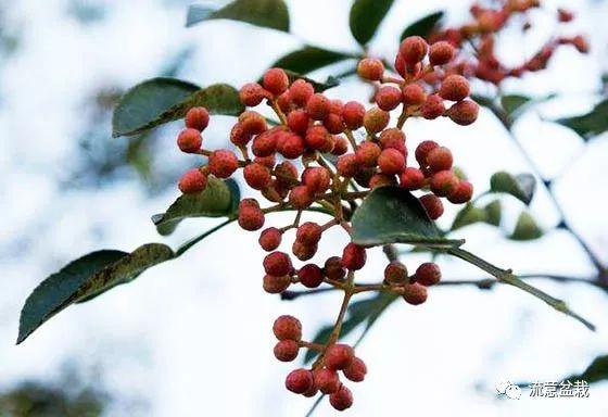 烟叶花椒自制植物性农药，一招解决花卉生病难题！10