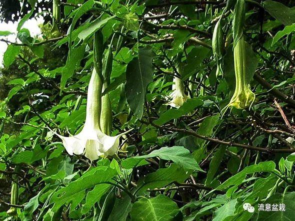 烟叶花椒自制植物性农药，一招解决花卉生病难题！5