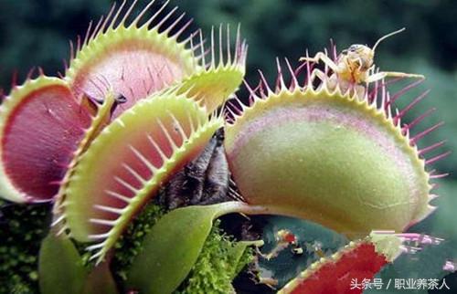 食人花图片(食人花图片简笔画漂亮)-天晟网