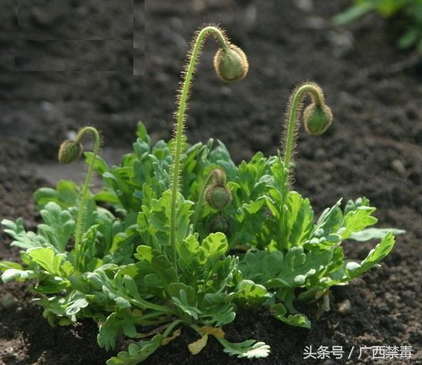 鸦片花