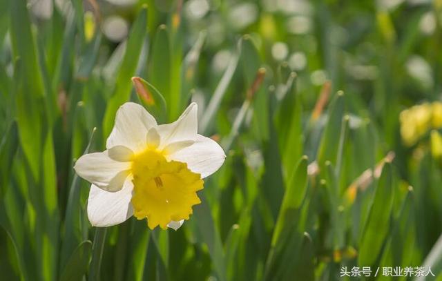 水仙花的知识