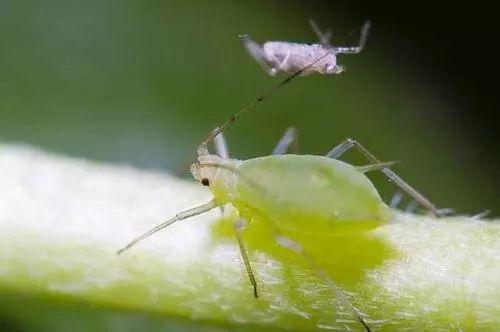 花卉三大刺吸性害虫该怎么防除？这下全告诉你了！1