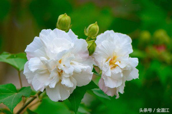 成都市花 成都市花（成都市花箱制造厂家） 生活