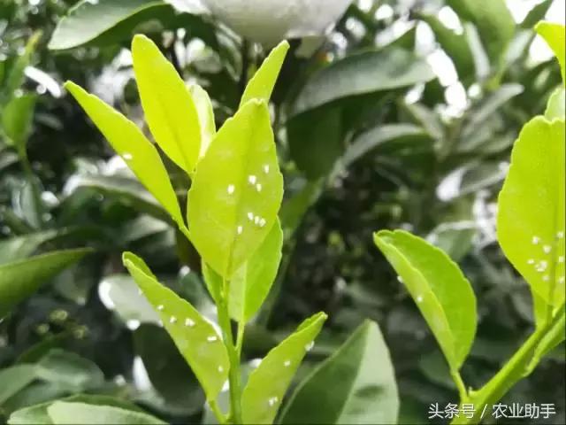 18种柑橘虫害（红蜘蛛、木虱等）的最新防治方法10