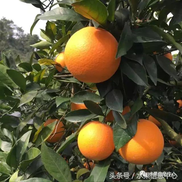 橙子产地 橙子产地（橙子产地主要在哪个省） 生活