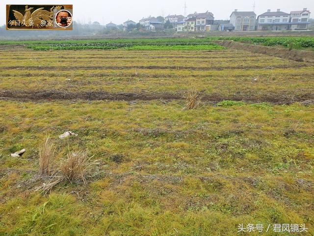 湖北宜昌：农民使用除草剂除草，毫不手软！除草剂有哪些危害？