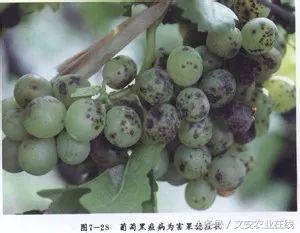 葡萄病虫害图谱整理（14病害+8虫害）9