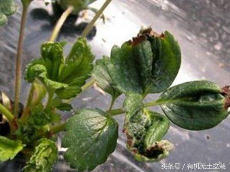 随尔美:温室大棚冬季草莓养护注意事项