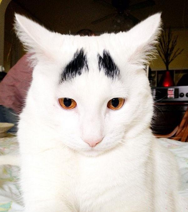 һֻӵ�а���ü����è�䣺˭̫��̫ί����