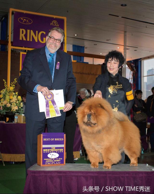 松狮犬舍 松狮犬舍（松狮犬多少钱一只） 动物