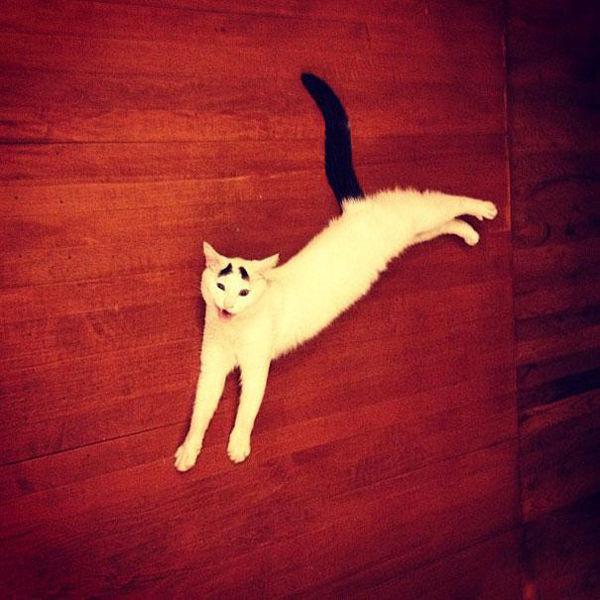 һֻӵ�а���ü����è�䣺˭̫��̫ί����