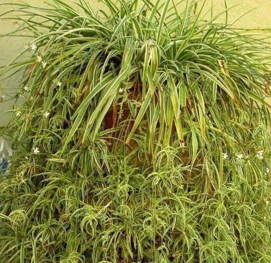 啤酒浇花适合各种花吗(过期的啤酒适合浇哪些花)