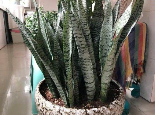 啤酒浇花适合各种花吗(过期的啤酒适合浇哪些花)