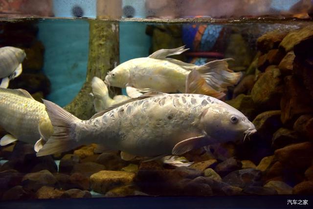 河豚先生卓展餐饮装修工程