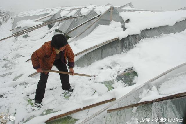 大雪过后，除了雪灾、风灾，还有很多次生性病害，大家要注意了！