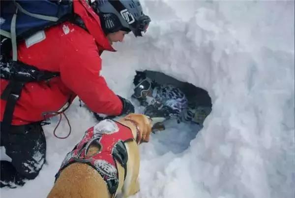 地震搜救犬全部处死