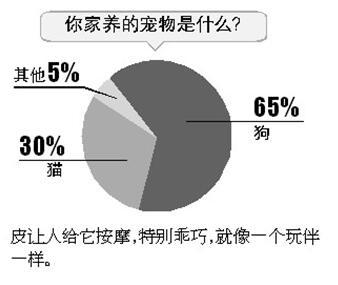 石家庄宠物 石家庄宠物（石家庄宠物用品批发） 动物