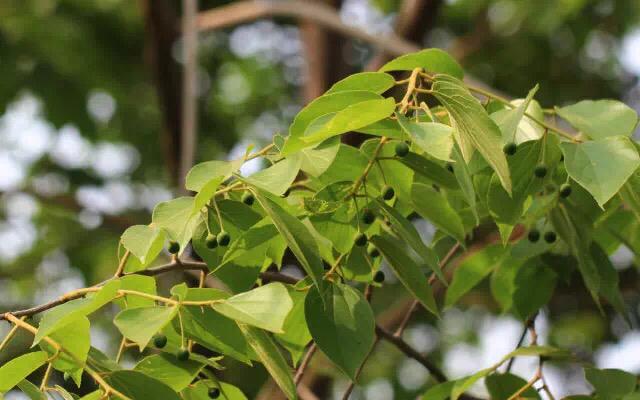 珊瑚朴和朴树的区别(珊瑚朴树价格)-禾马农业网