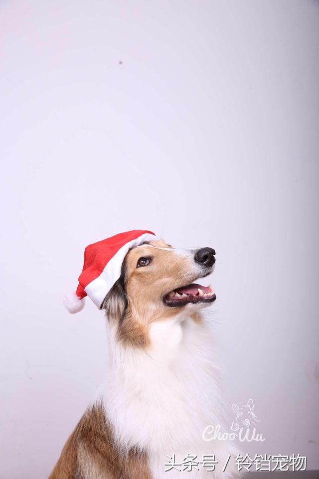 牧羊犬在线论坛 牧羊犬在线论坛
