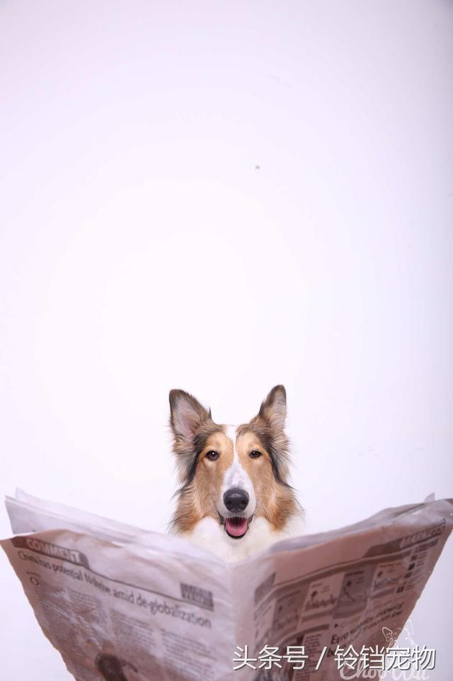 牧羊犬在线论坛 牧羊犬在线论坛